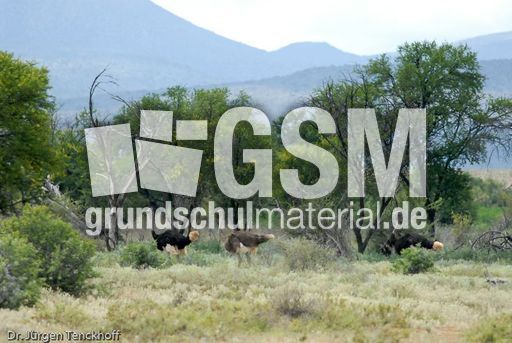 Strauss (4 von 11).jpg